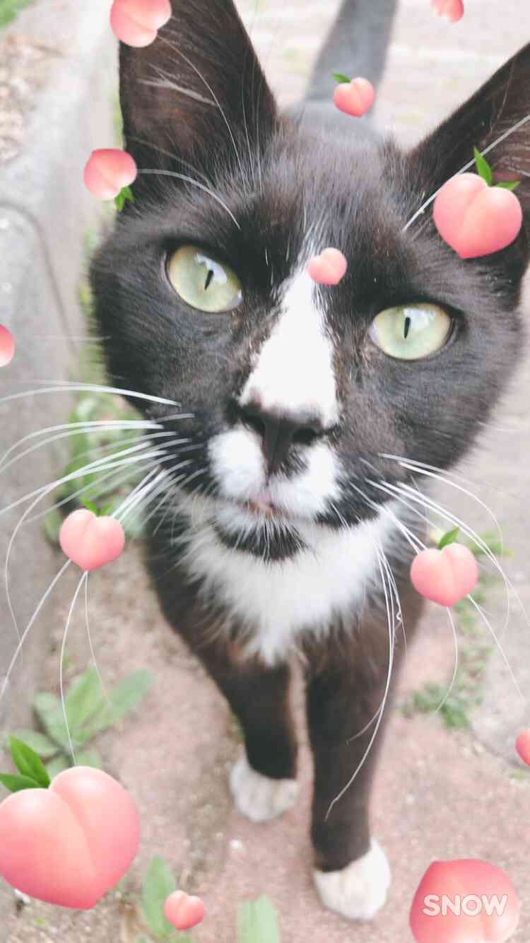 ガルちゃん猫カフェ15号店開店しました♪（初めての方も大歓迎！） 