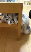 ガルちゃん猫カフェ15号店開店しました♪（初めての方も大歓迎！） 