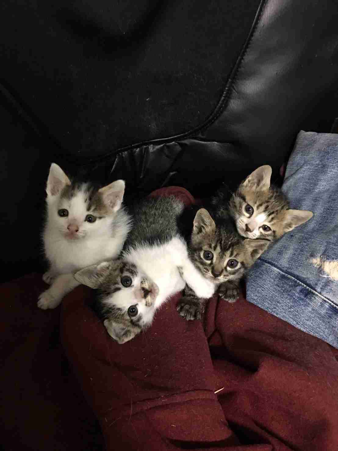 ガルちゃん猫カフェ15号店開店しました♪（初めての方も大歓迎！） 