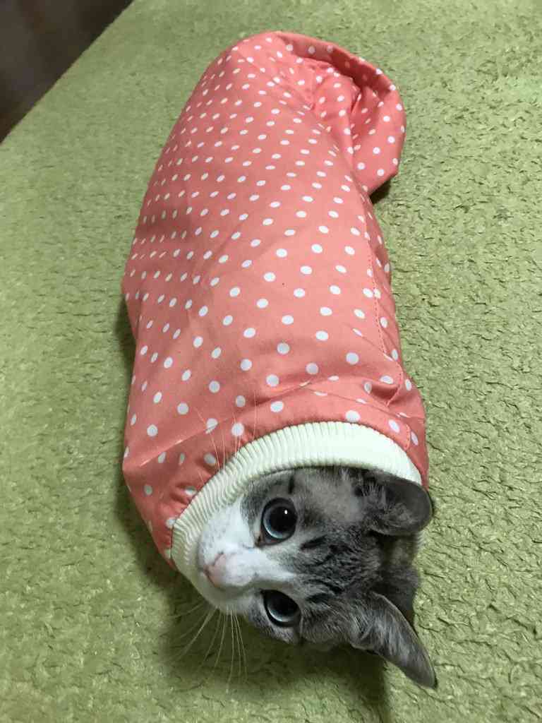 ガルちゃん猫カフェ15号店開店しました♪（初めての方も大歓迎！） 