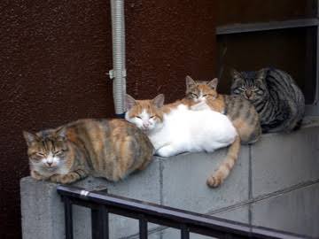 ガルちゃん猫カフェ15号店開店しました♪（初めての方も大歓迎！） 