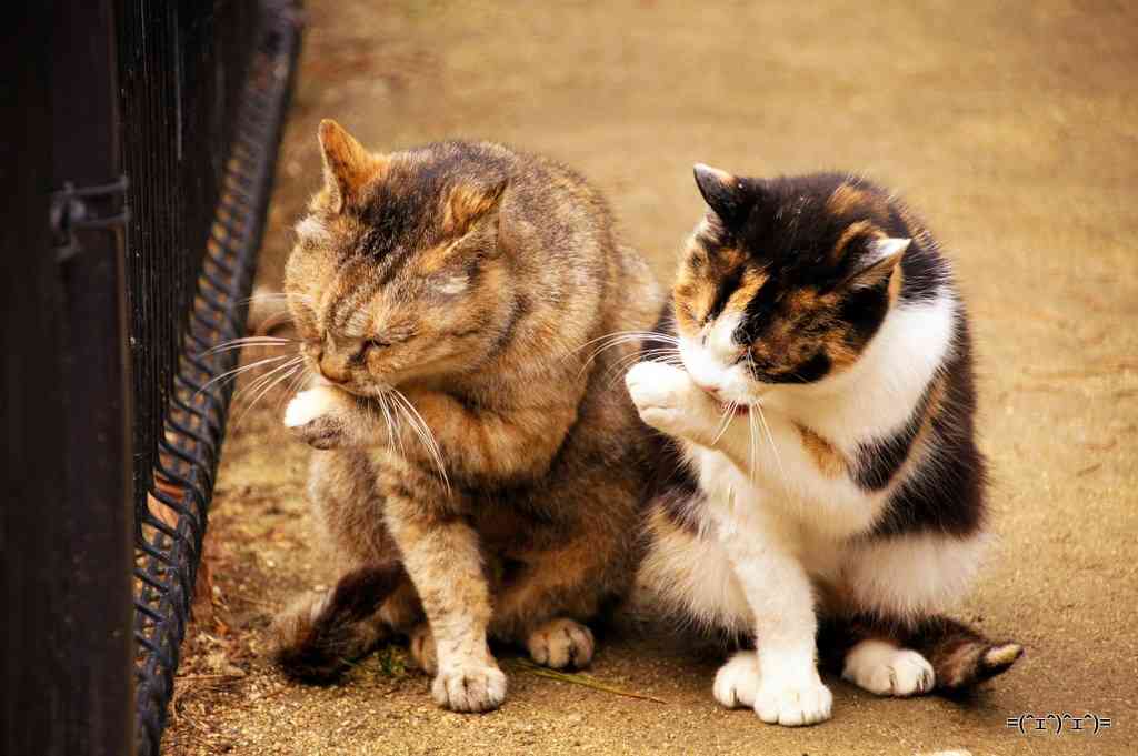ガルちゃん猫カフェ15号店開店しました♪（初めての方も大歓迎！） 