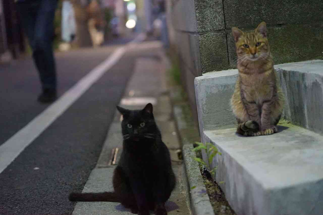 ガルちゃん猫カフェ15号店開店しました♪（初めての方も大歓迎！） 