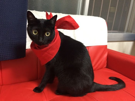 ガルちゃん猫カフェ15号店開店しました♪（初めての方も大歓迎！） 