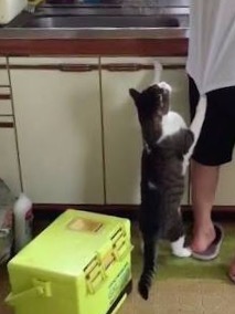 ガルちゃん猫カフェ15号店開店しました♪（初めての方も大歓迎！） 