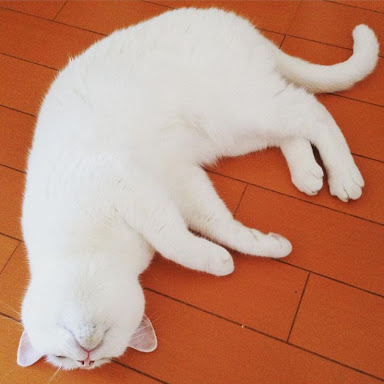 ガルちゃん猫カフェ15号店開店しました♪（初めての方も大歓迎！） 
