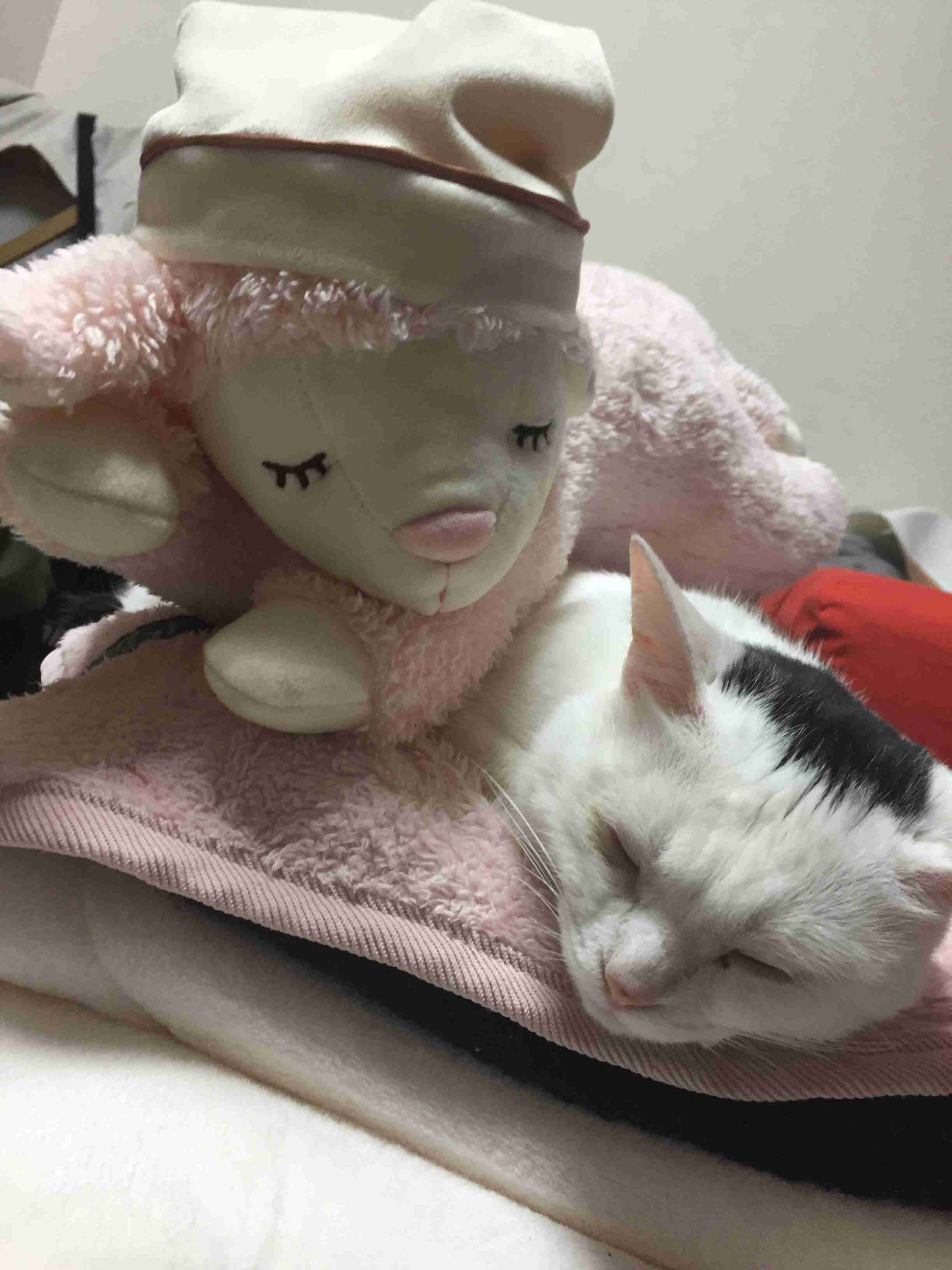 ガルちゃん猫カフェ15号店開店しました♪（初めての方も大歓迎！） 