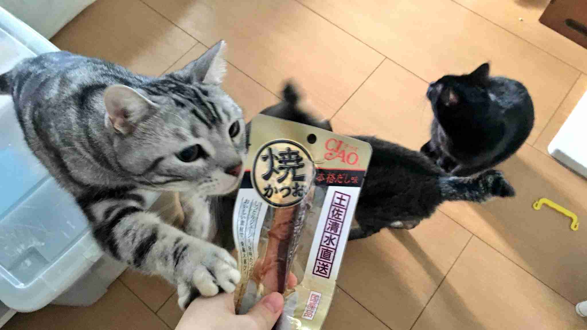 ガルちゃん猫カフェ15号店開店しました♪（初めての方も大歓迎！） 