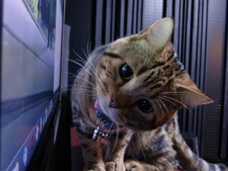 ガルちゃん猫カフェ15号店開店しました♪（初めての方も大歓迎！） 