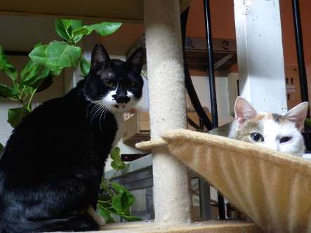 ガルちゃん猫カフェ15号店開店しました♪（初めての方も大歓迎！） 