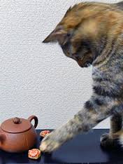 ガルちゃん猫カフェ15号店開店しました♪（初めての方も大歓迎！） 