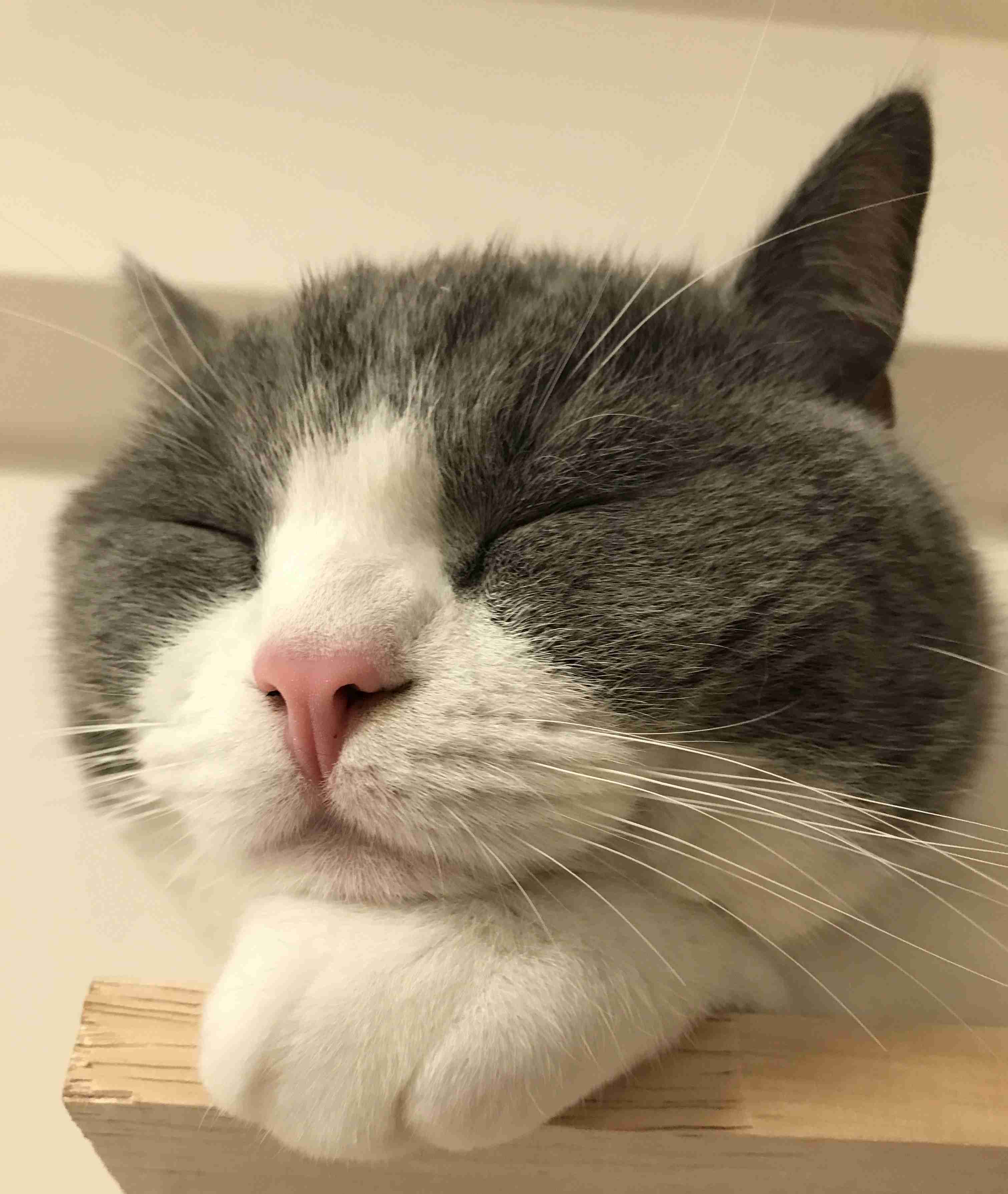 ガルちゃん猫カフェ15号店開店しました♪（初めての方も大歓迎！） 