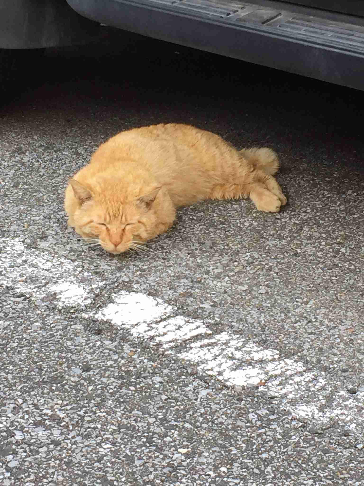 ガルちゃん猫カフェ15号店開店しました♪（初めての方も大歓迎！） 