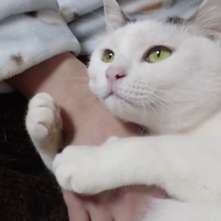 ガルちゃん猫カフェ15号店開店しました♪（初めての方も大歓迎！） 