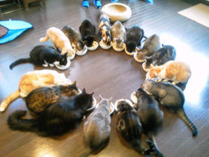 ガルちゃん猫カフェ15号店開店しました♪（初めての方も大歓迎！） 