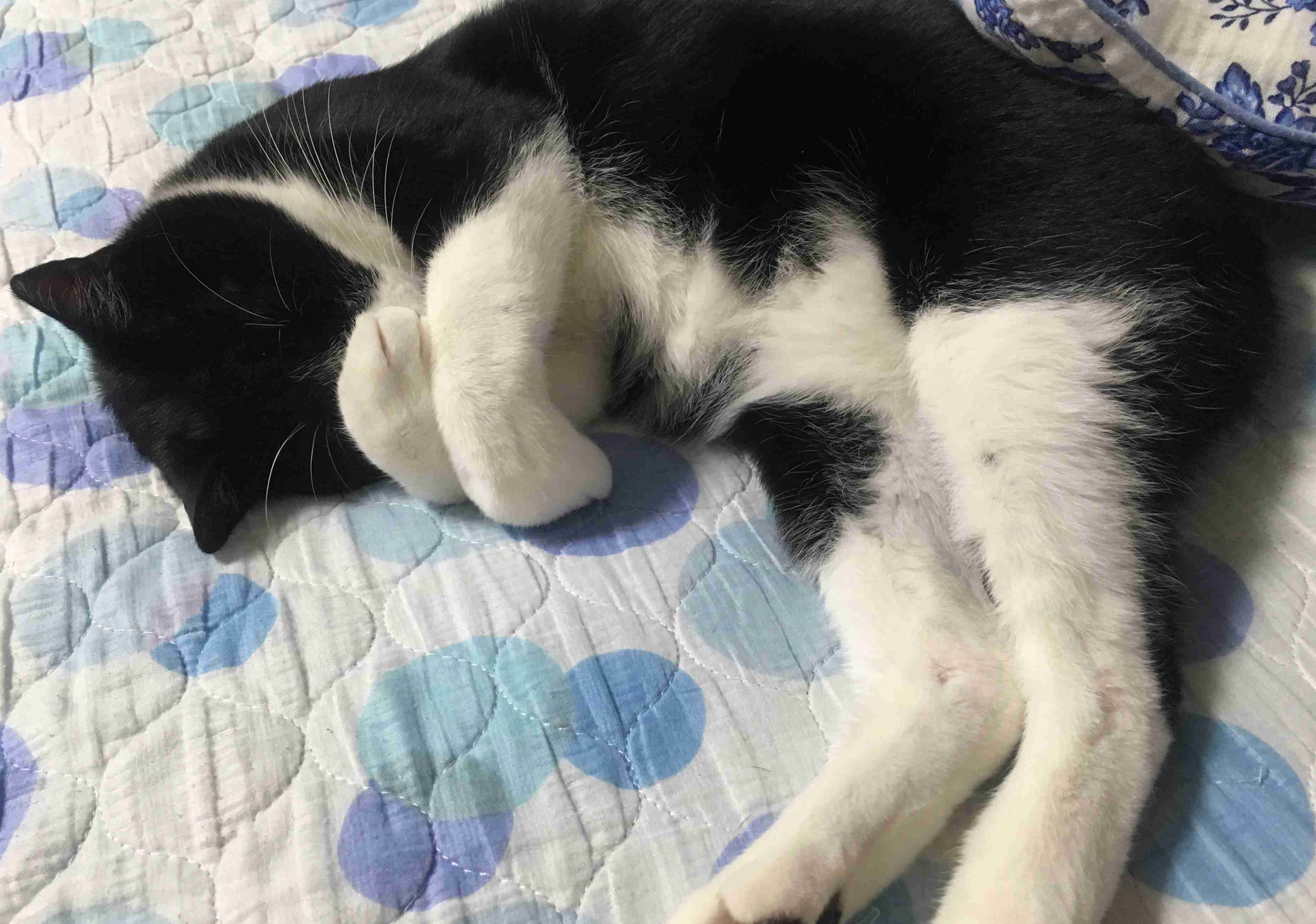 ガルちゃん猫カフェ15号店開店しました♪（初めての方も大歓迎！） 