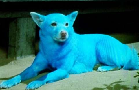 青の画像貼るトピ