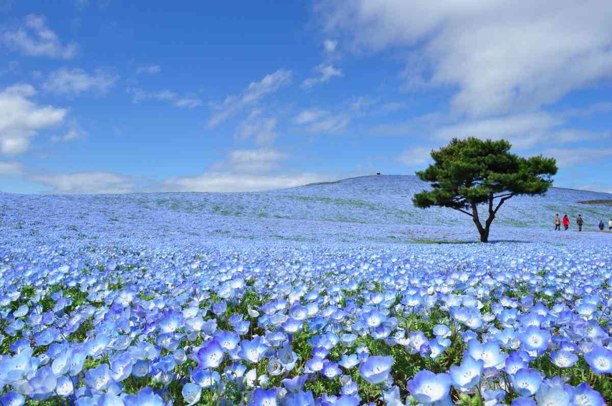 青の画像貼るトピ