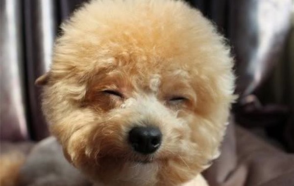 可愛い犬の画像くださいませ