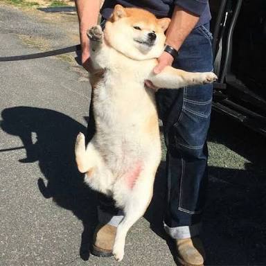 可愛い犬の画像くださいませ