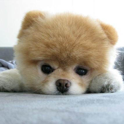 可愛い犬の画像くださいませ