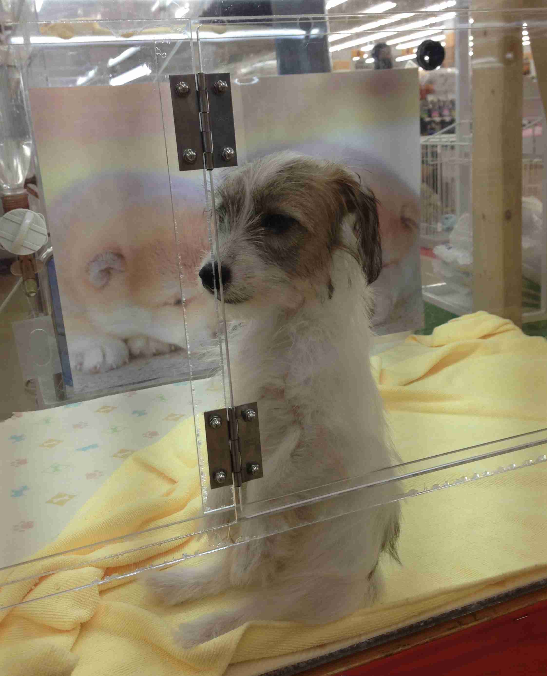 可愛い犬の画像くださいませ