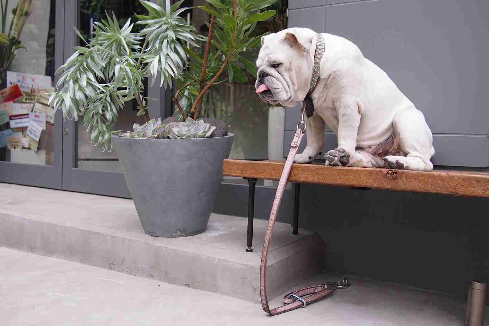 可愛い犬の画像くださいませ