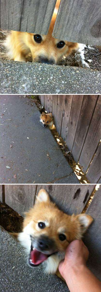 可愛い犬の画像くださいませ