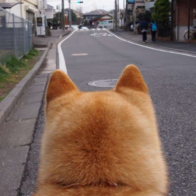 可愛い犬の画像くださいませ