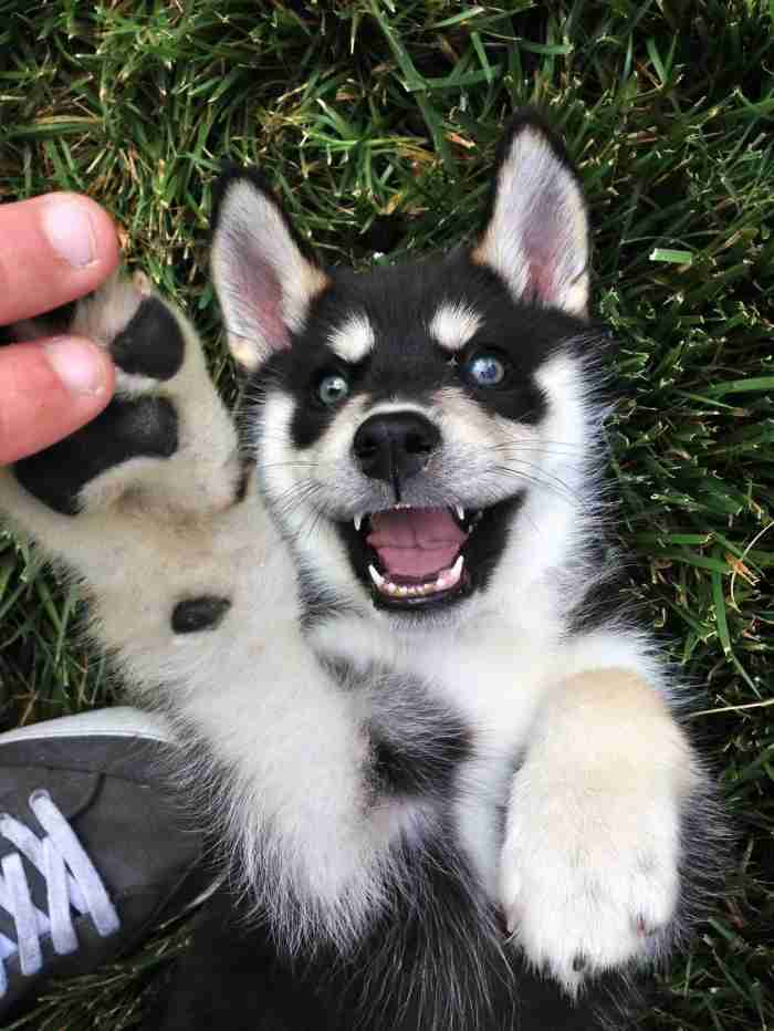 可愛い犬の画像くださいませ