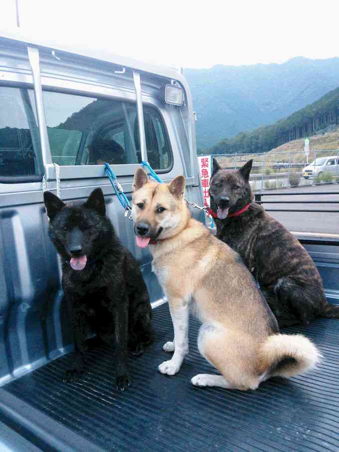 可愛い犬の画像くださいませ