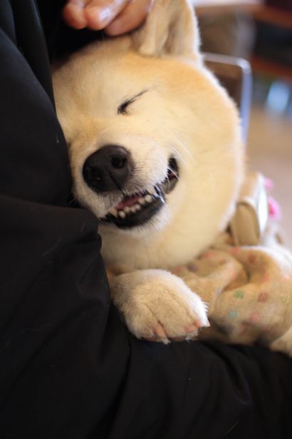 可愛い犬の画像くださいませ