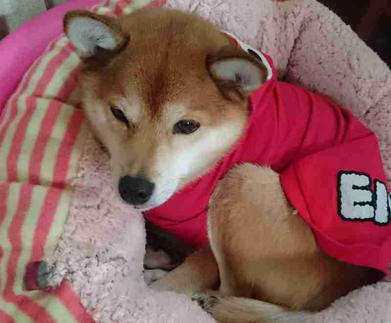 可愛い犬の画像くださいませ