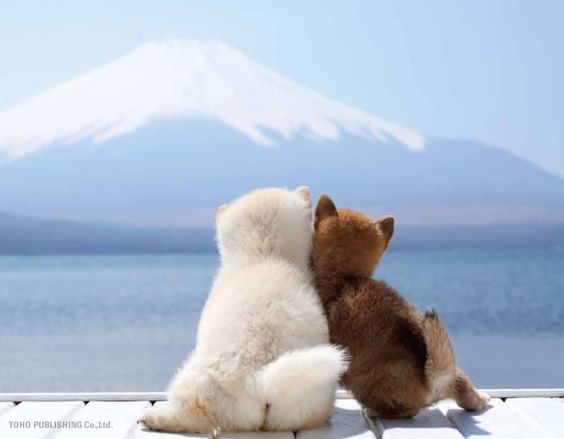 可愛い犬の画像くださいませ