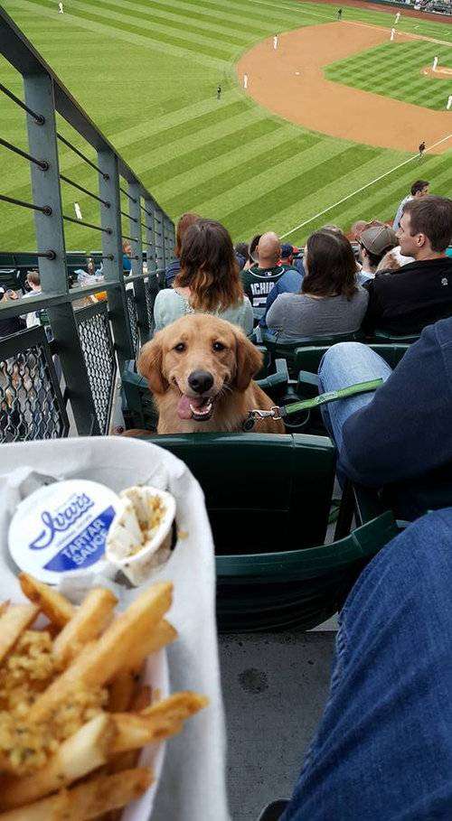 可愛い犬の画像くださいませ