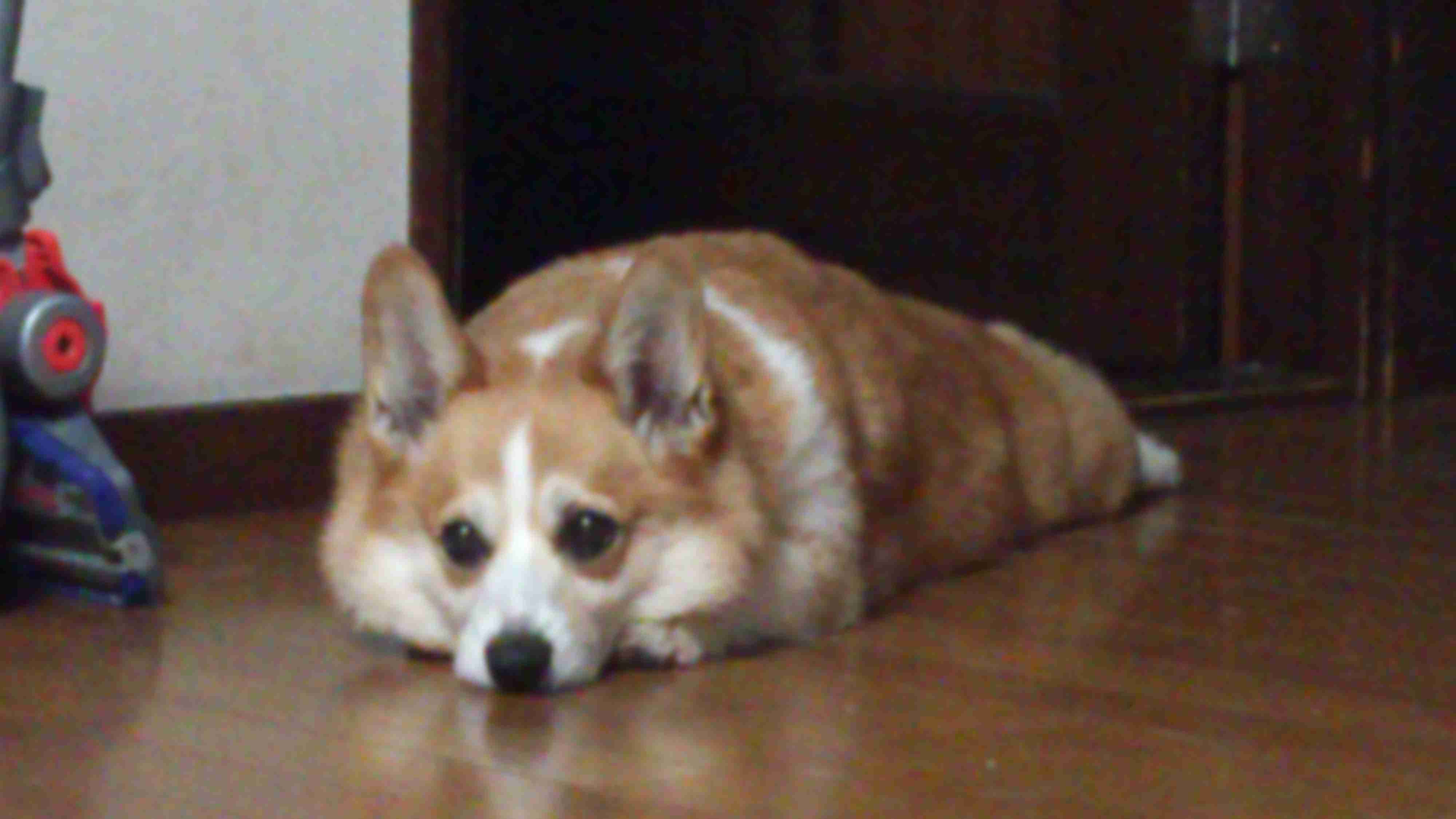 可愛い犬の画像くださいませ