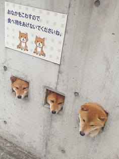 可愛い犬の画像くださいませ
