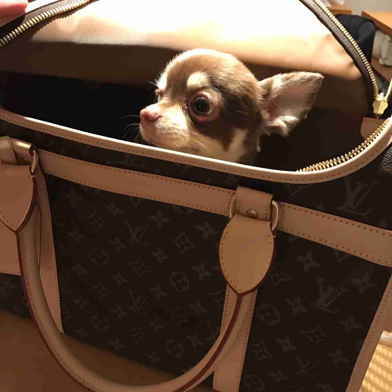 可愛い犬の画像くださいませ
