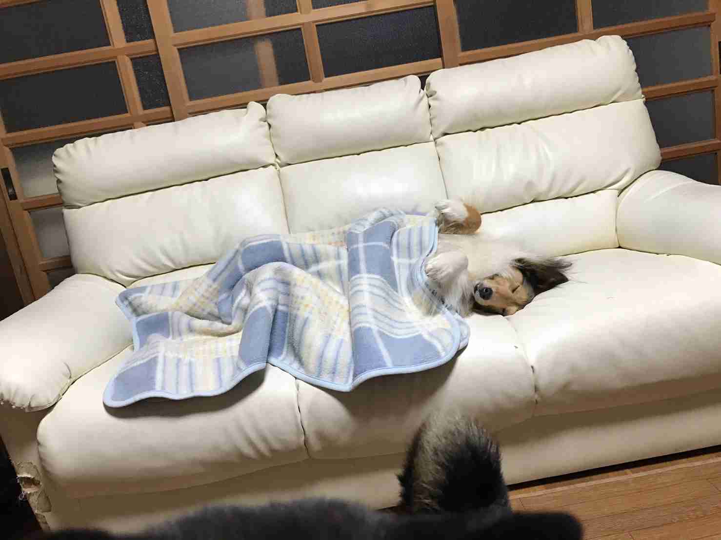可愛い犬の画像くださいませ