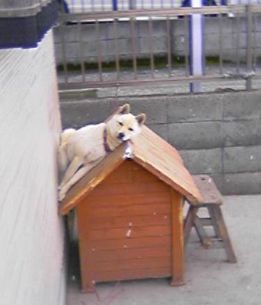 可愛い犬の画像くださいませ
