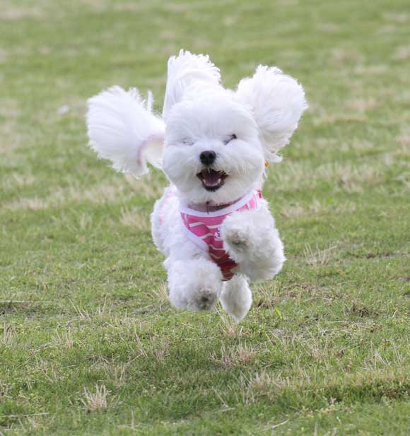 可愛い犬の画像くださいませ