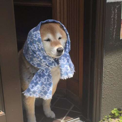 可愛い犬の画像くださいませ
