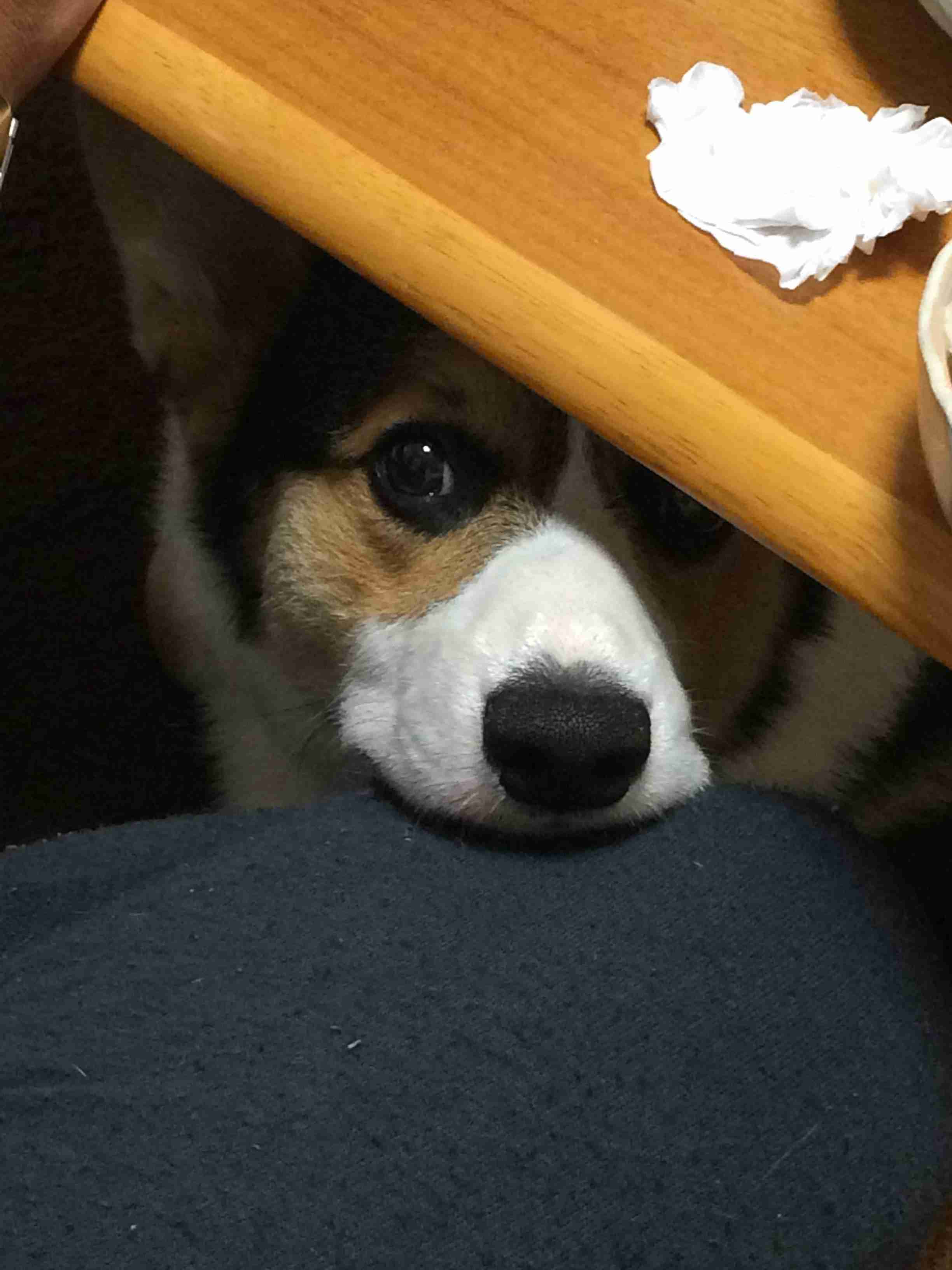 可愛い犬の画像くださいませ