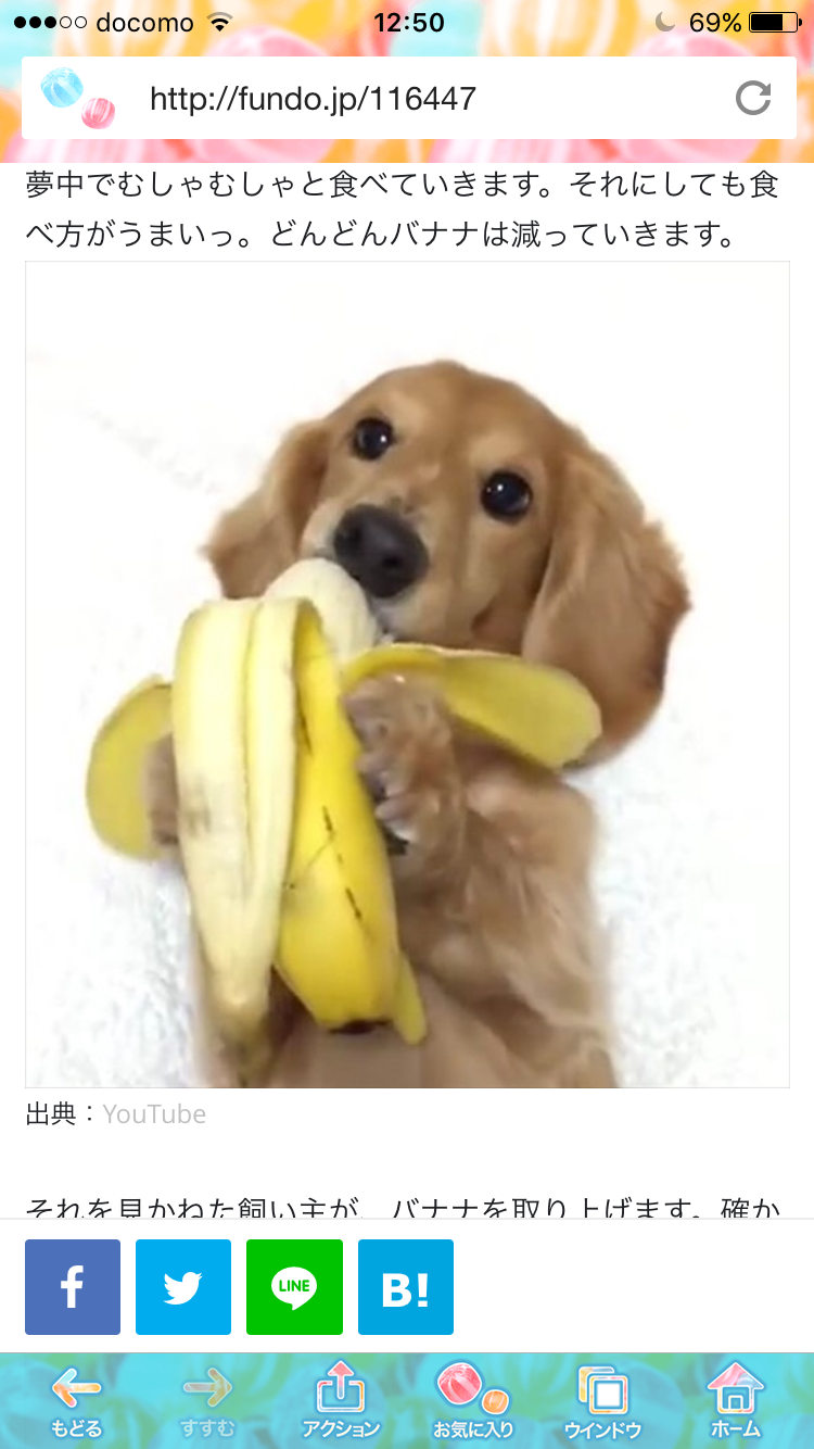 可愛い犬の画像くださいませ