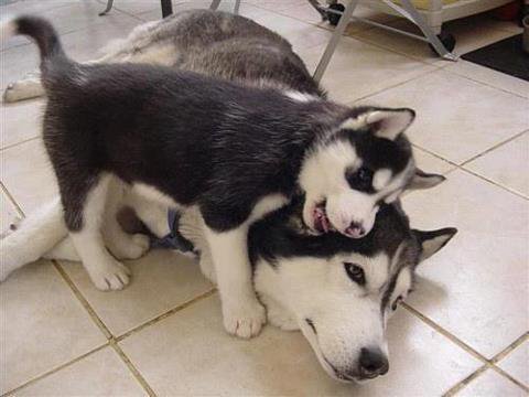 可愛い犬の画像くださいませ