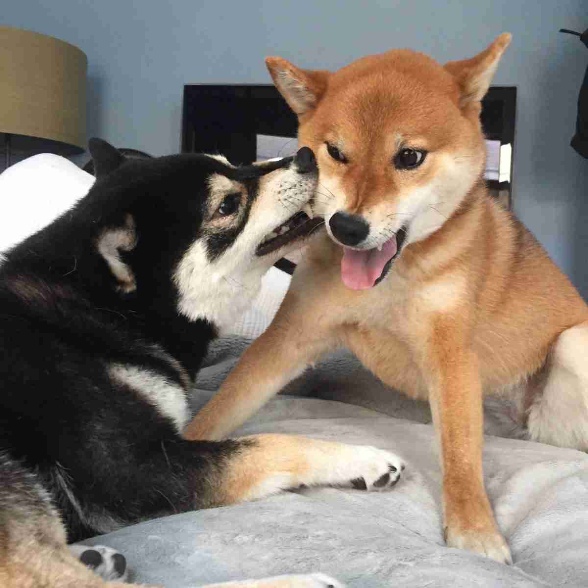 可愛い犬の画像くださいませ