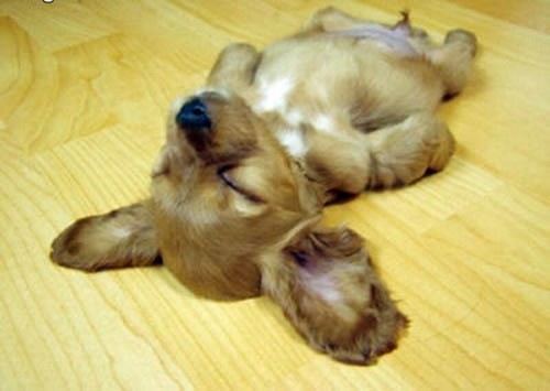 可愛い犬の画像くださいませ