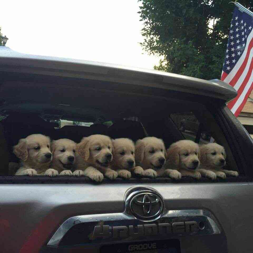 可愛い犬の画像くださいませ