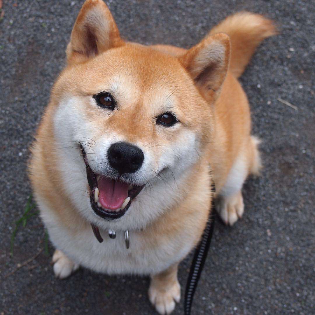 可愛い犬の画像くださいませ