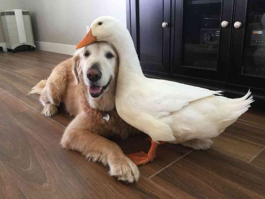 可愛い犬の画像くださいませ